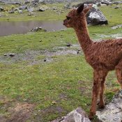 04-lares-trek-04