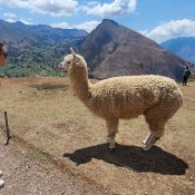 valle-sagrado-09